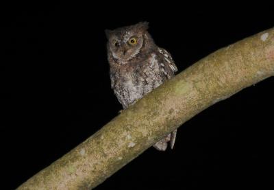 <i>Otus jolandae</i> (1 of 2)