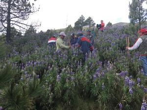 Planting at 4,000 meters