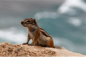 Barbary ground squirrel