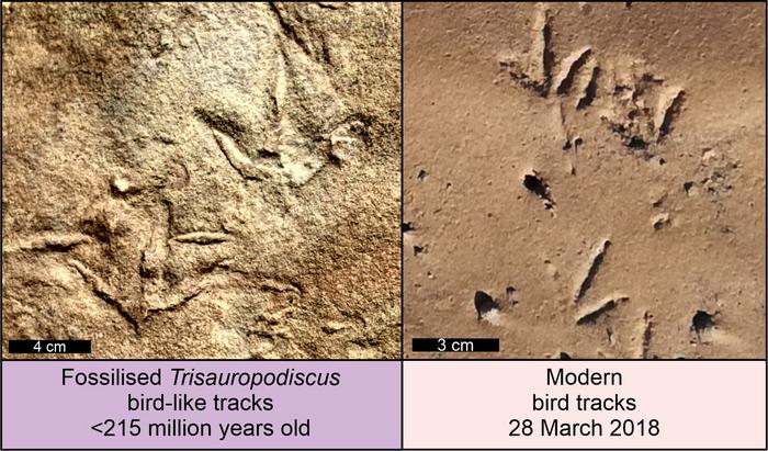 The oldest fossil bird-like footprints from the upper Triassic of southern Africa