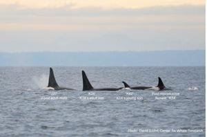 A post-reproductive mother killer whale leading her young son and adult son