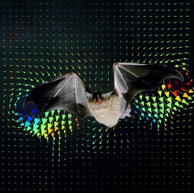 Cover of Science --  A Bat, <i>Glossophaga soricina</i>