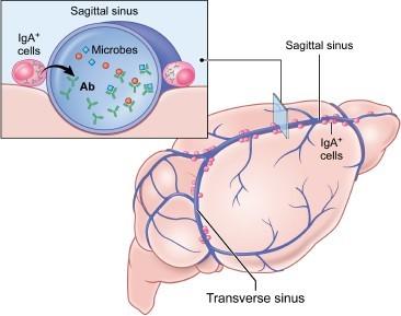 Gut-educated immune cells protect the brain