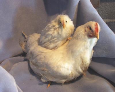 Breeding Lines of White Plymouth Rock Chickens
