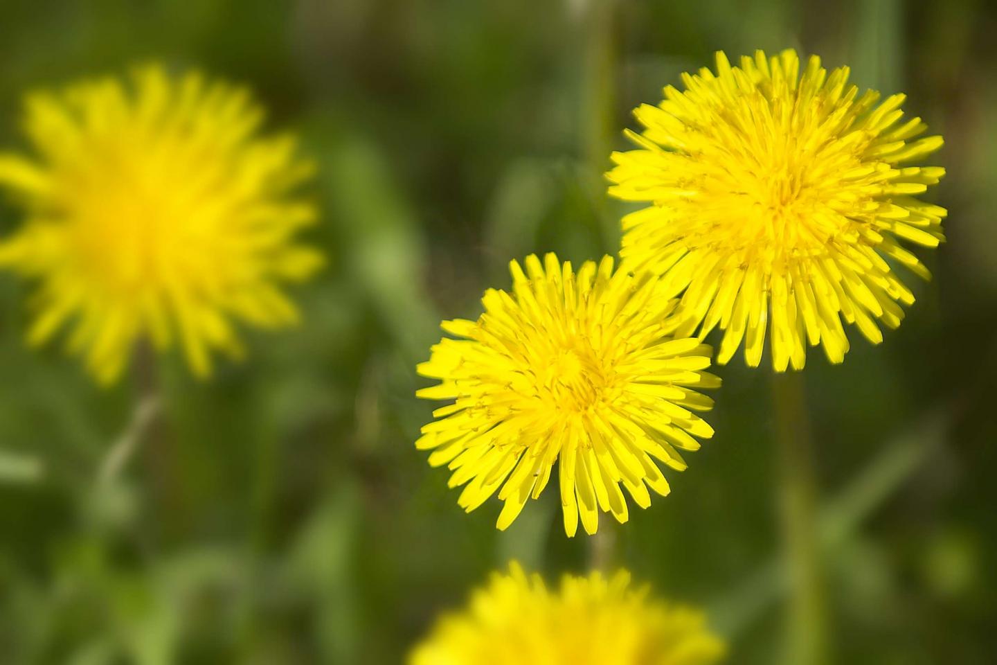 Common Dandelion (<i>Taraxacum officinale</i>) (2 of 2)