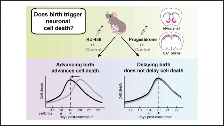 Birth Timing May Affect Brain Development