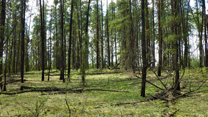 Pinus banksiana forest