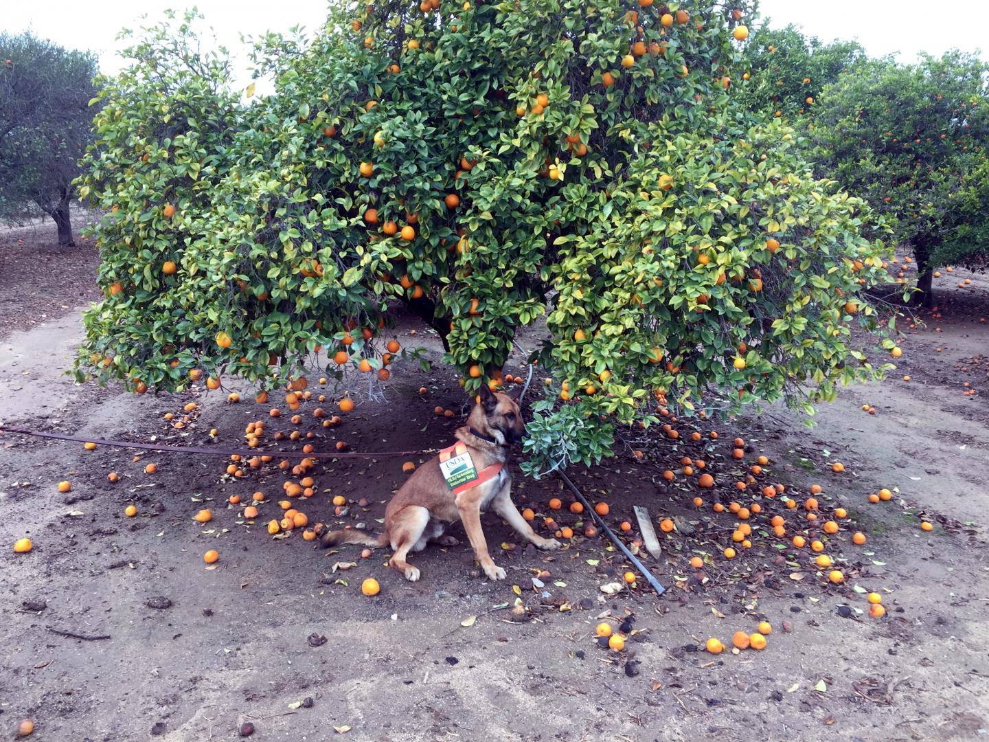Detector canine 'Szaboles' scouting citrus orchard for the bacterial pathogen Candidatus Liberibacter asiaticus. 