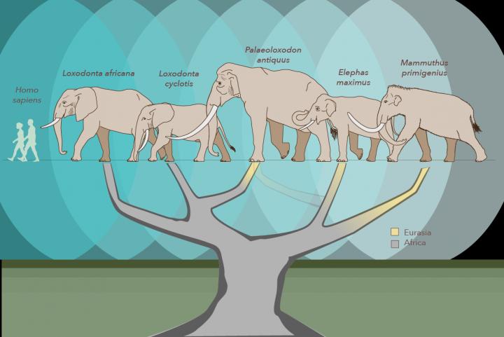 New Elephant Family Tree