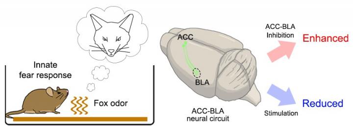 ACC-BLA Circuit