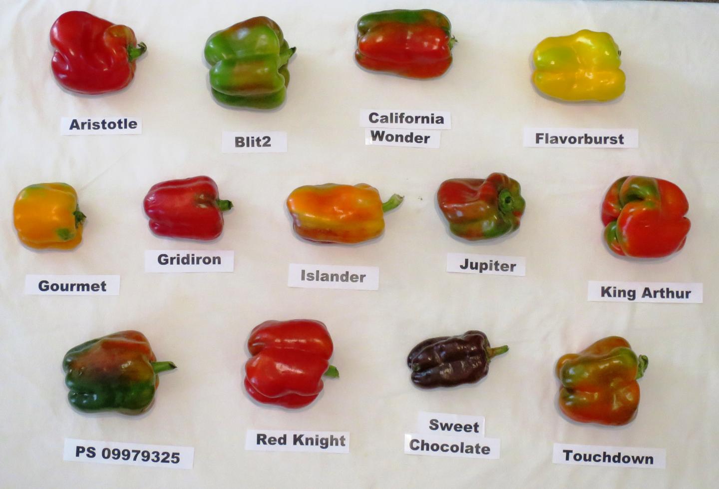 Pepper Varieties Used in Organic Study