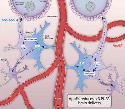 DHA EPA Brain Diagram