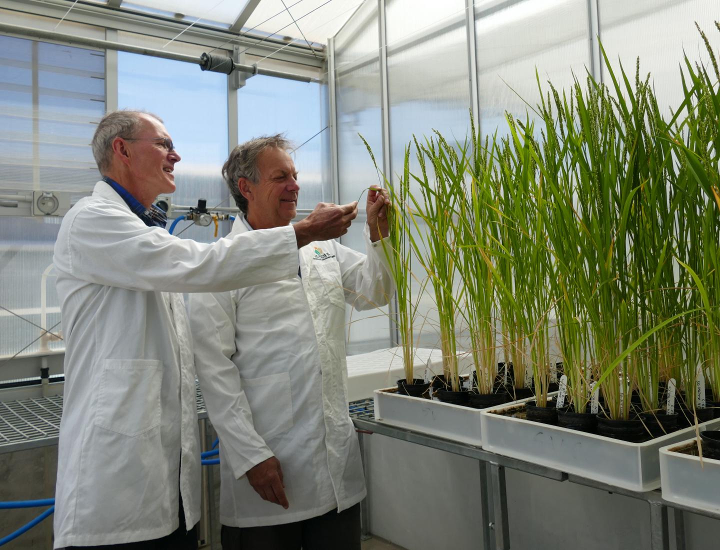 Australian Scientists Working to Secure Global Food Security