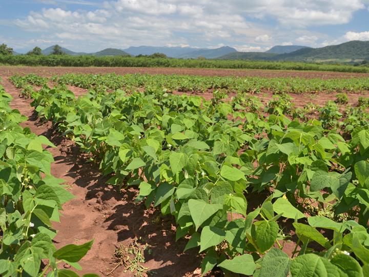 Bean Field