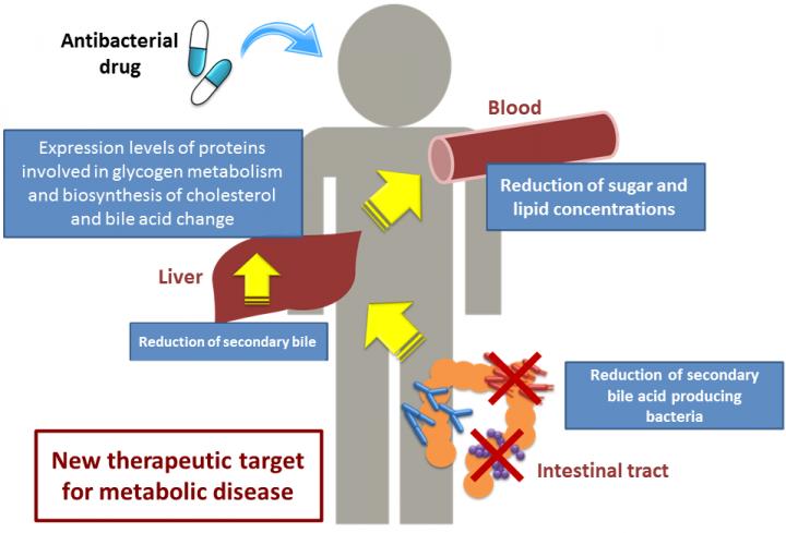 The Mechanism of Sugar and Lipid Concentration Reduction in Blood Due to a Decrease of Secondary Bil