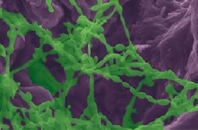 Cyanobacteria in gypsum