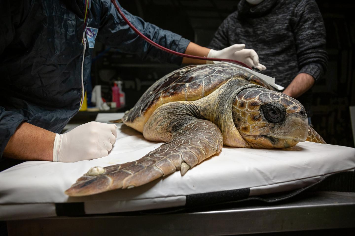 A sea turtle hospitalised at the Sea Turtles Rescue Center (CRTM) in Riccione (Rimini, Italy)
