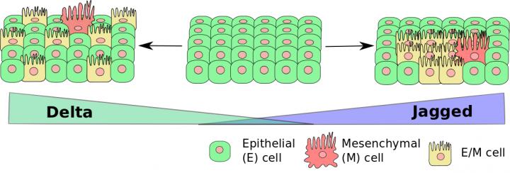 Cancer Cells Coordinate to Form Roving Clusters