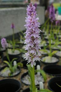 Common spotted orchid