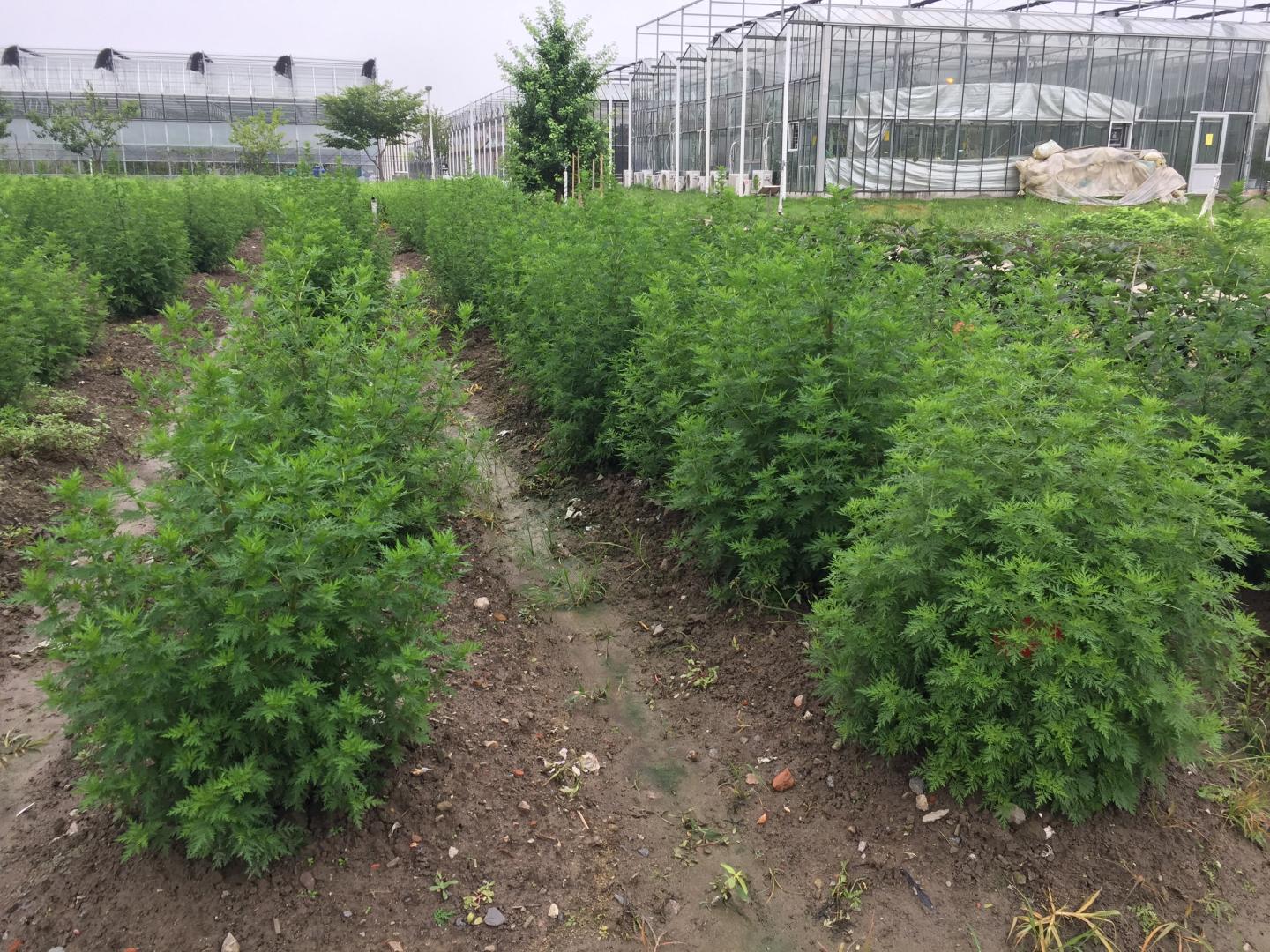 <em>A. annua</em> Plants