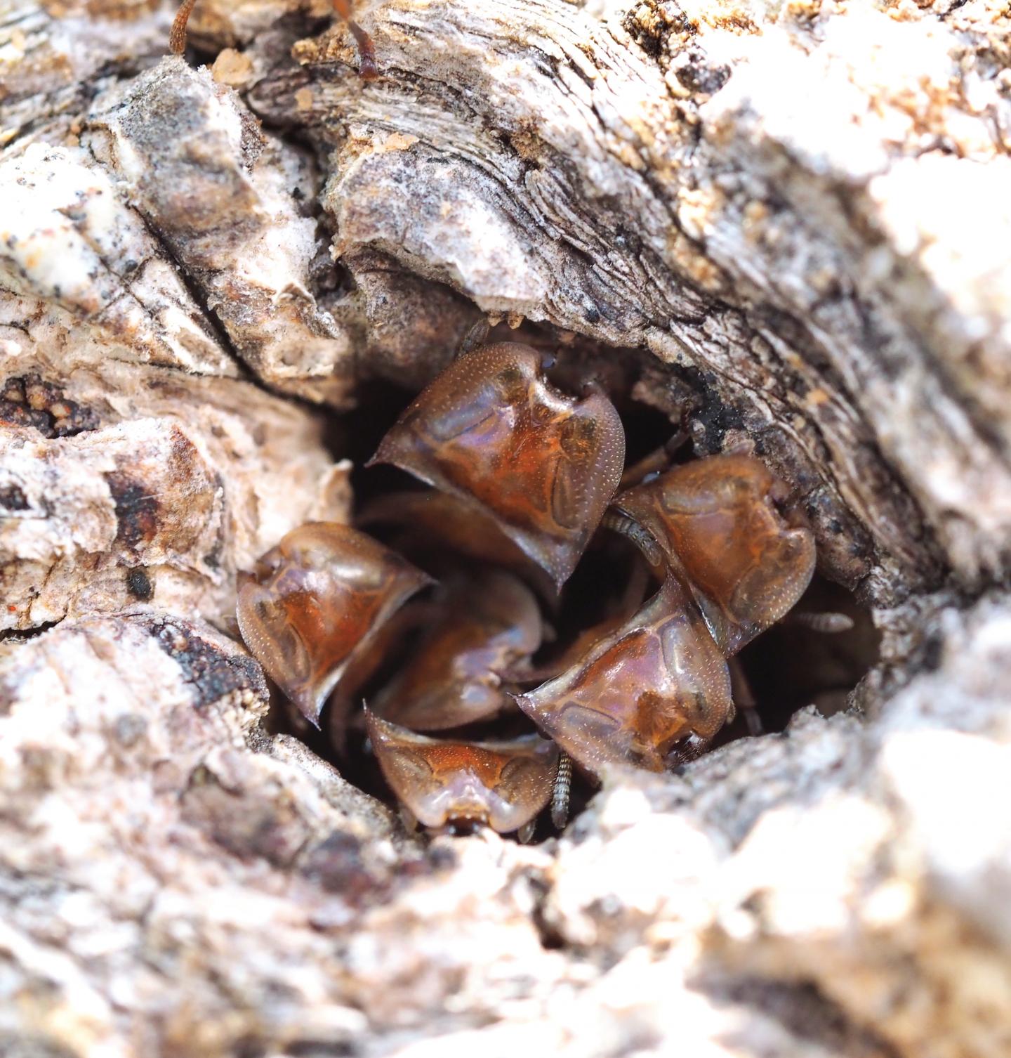 Soldiers and Workers of the Turtle Ant Combine Their Armored Heads to Group-Defend Their Nest Entran