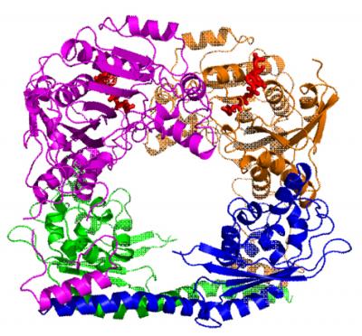 HAT-Size Matters: The Ring Shape Used by Histone Acetyltransferase Rtt109 Determines its Function