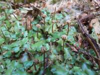 A Liverwort, a Living Representative of One of the Earliest Emerging Land Plant Lineages