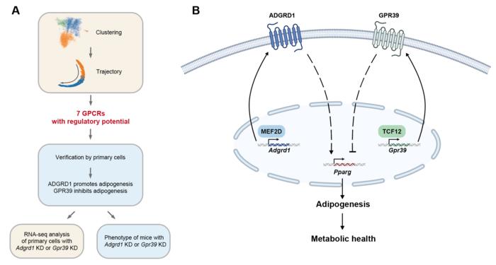 Identification of regulatory GPCRs by single-cell trajectory inference