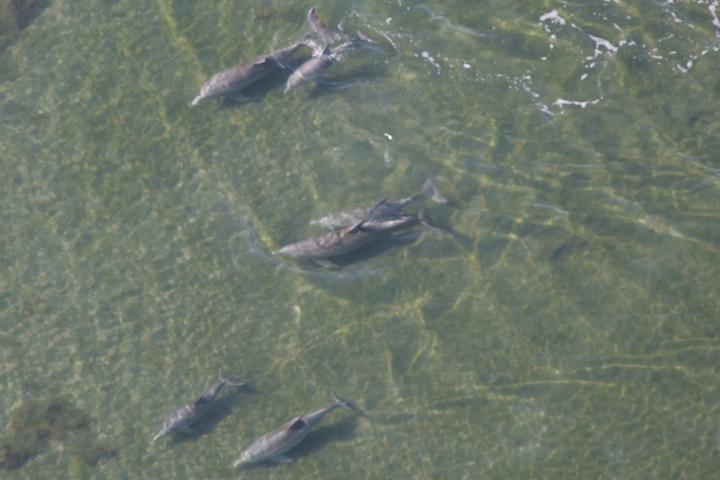 Capabilities of Wild Dolphins to Deal with Disease Threats