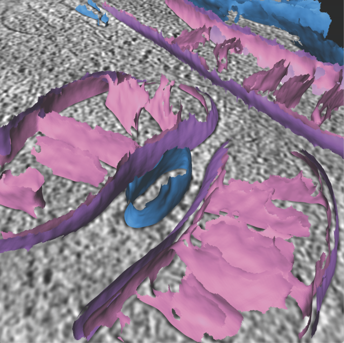 Mitochondria captured by cryo-EM tomography