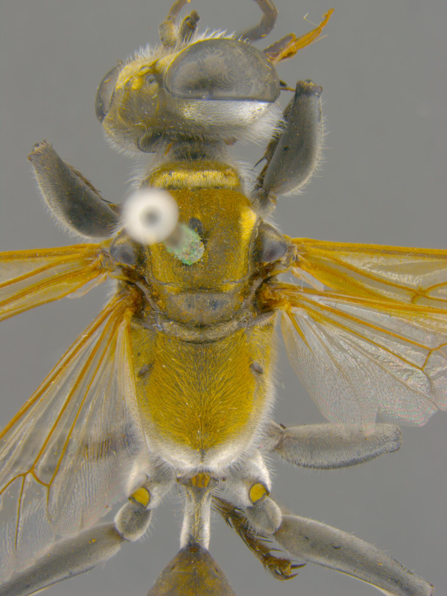 <em>Sphex pretiosus</em>