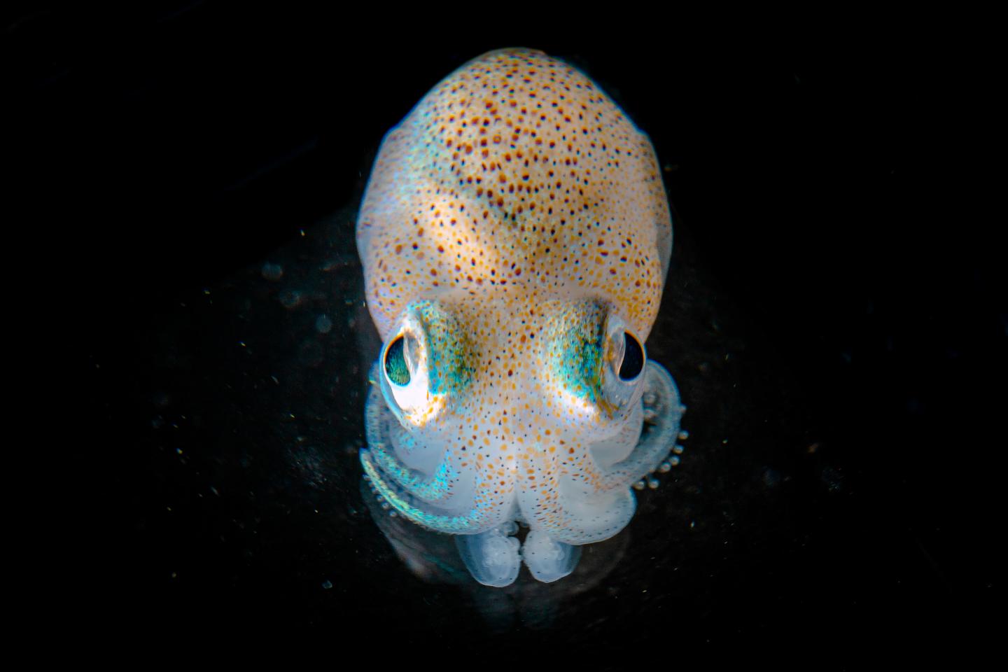 Hawaiian Bobtail Squid