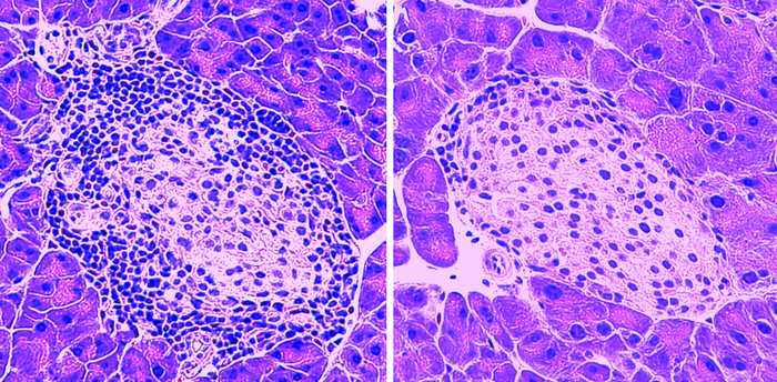 Histology of pancreatic islets without and with MOTS-c treatment