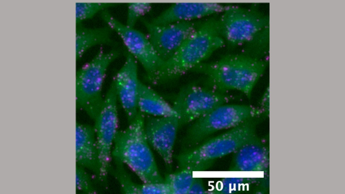 Nanoparticle Polymer Image
