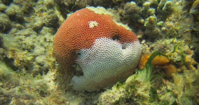 A coral infected with white plague disease