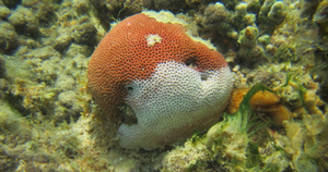 A coral infected with white plague disease