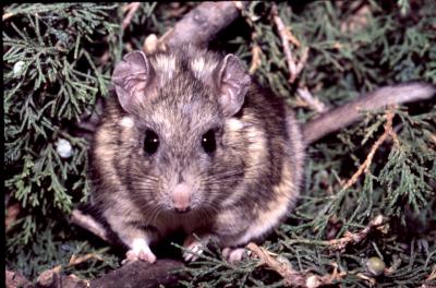 Stephen's Woodrat
