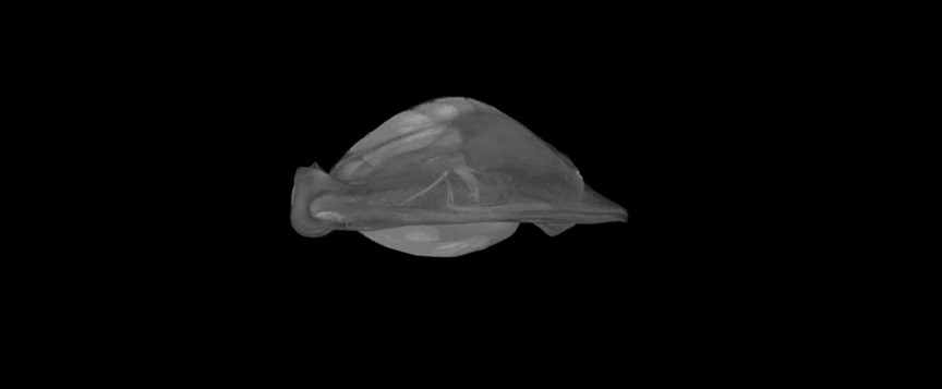 Bonnethead Shark CT Scans