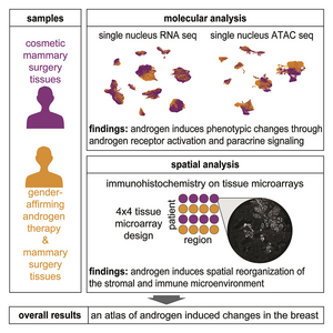 The molecular consequences of androgen activity in the human breast