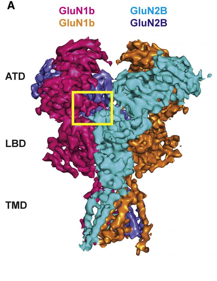 A Brain Receptor Changes in Response to the Environment