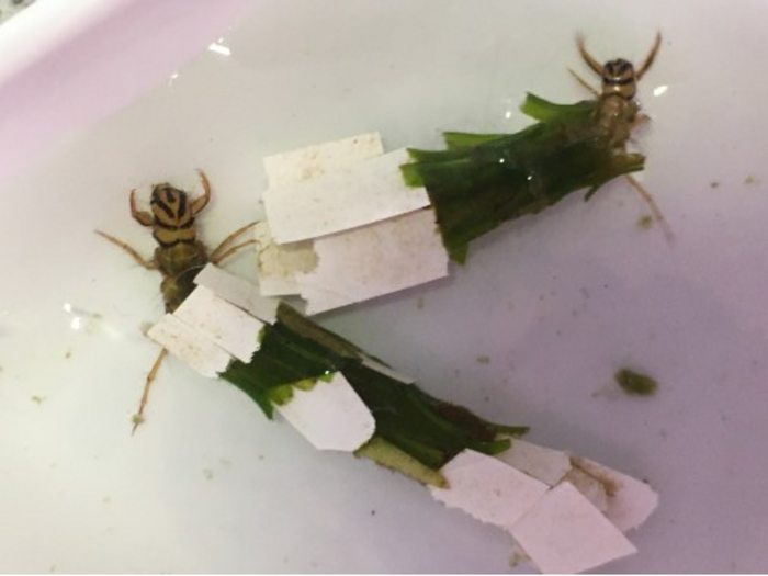 Caddisfly larvae [IMAGE] EurekAlert! Science News Releases