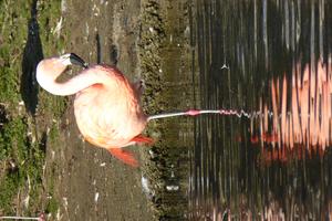 Chilean flamingo standing on one leg