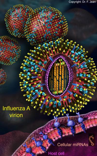 Influenza A Virus
