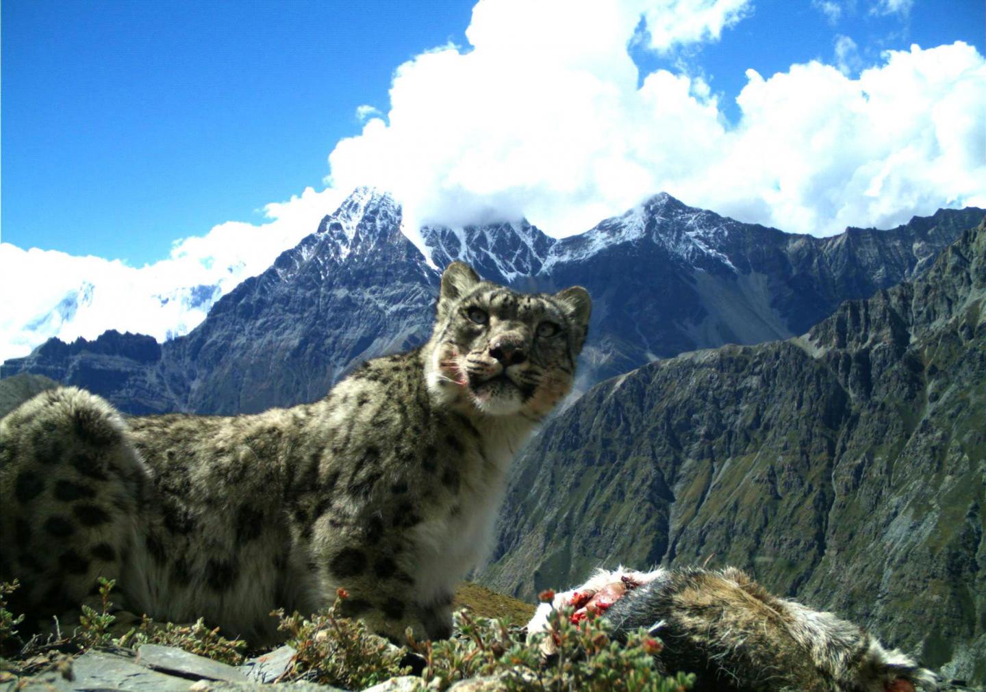 Snow Leopard with Bharal Prey