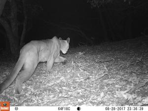 Mountain lion on trail camera