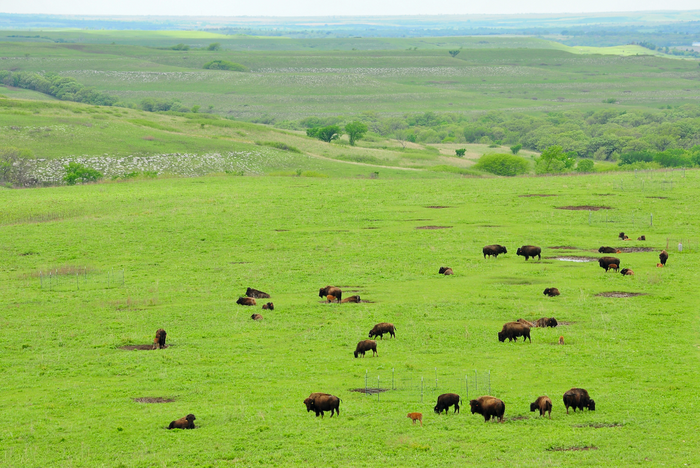 Reintroducing bison to grasslands increases plant diversity, drought resilience, study finds — photo