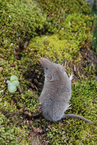 Greater white-toothed shrew (Crocidura russula).