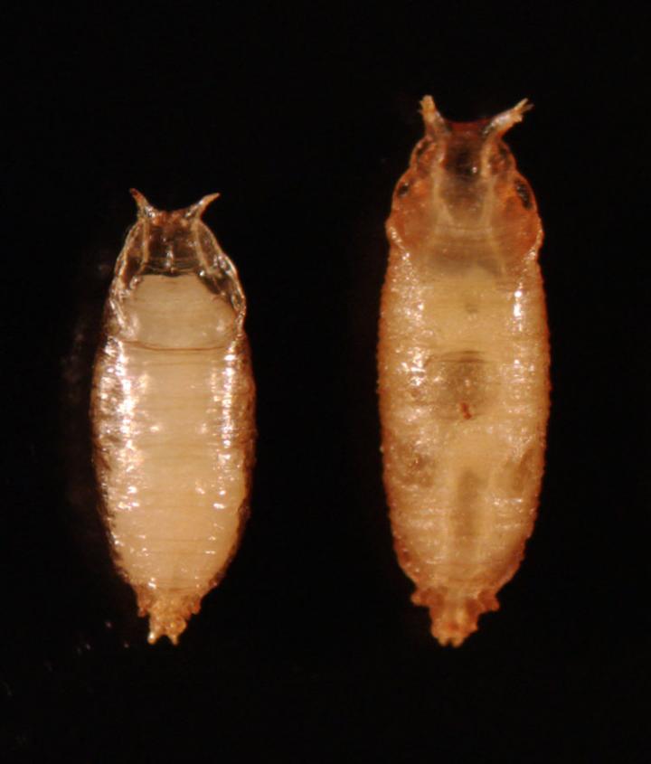 Suppression of Steroid Hormone Release