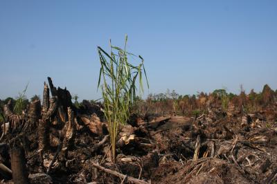 The Downside to Biofuels (3 of 4)