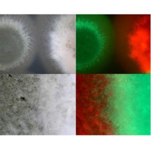 Growth of Mr2575 and Ma549 on potato dextrose agar